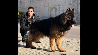 World Champion German Shepherd's Son Carmel Arrived Pakistan