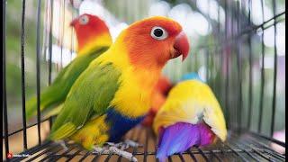 Lovebird Mutations: Blue, Lutino, and Pied Breeding