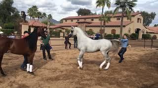 Scottsdale Arabian Horse Show 2019