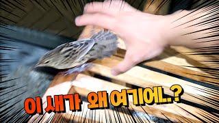 Found Rare Bird at Basement! Let's Rescue It! (feat. Wildlife Rescue Center)