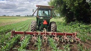 Cultivating - Farming the old fashioned way