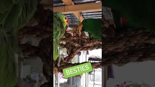 Besties at pdsnonprofit | Fun Parrot Video | Bird Meme