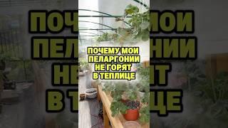 Моим пеларгонии в теплицы очень комфортно. Не пеларгонии в теплице не горят.