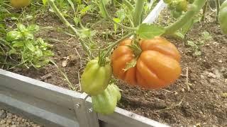 Краткий обзор сортов томатов и перцев.Пробежалась по огороду.Каталог семян в описании