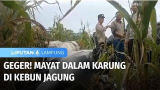 Geger! Penemuan Mayat dalam Karung di Kebun Jagung | Liputan 6 Lampung