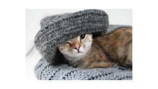 # cats          Do not speak, not to run errands