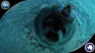 Swim along with Antarctic seals | Polar Science