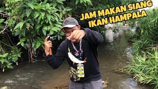 Ternyata seperti ini respon Ikan Hampala ke Umpan di Siang Hari‼️