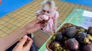 Baby monkey Abi was excited and curious because she saw mangosteen for the first time