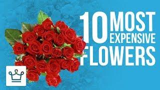 Top 10 Most Expensive Flowers In The World