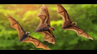 Natural bats sound with music/Relaxing music/Natural water flowing music/Bats atrocities/Bats fights