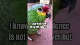 Oh Charlie bird!  [ Red Lored Amazon]  #pdsnonprofit #parrot