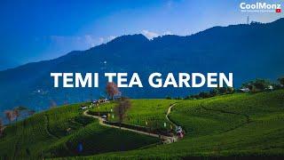 Temi Tea Garden Sikkim/Cinematic Video/POCO X2/CoolMonz