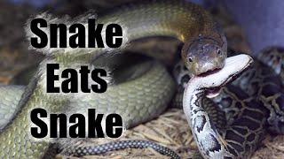 King Cobra eats snake for the first time in 7 months…