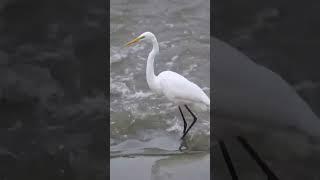 nature | egret | bird | forest | beautiful scenery | relaxing clip | PT 19 | EP 1 | ️️