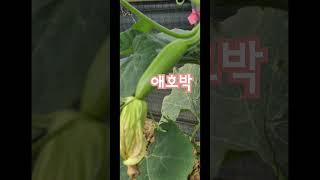 #할수있다 #딱좋아 #가수김무진#각종채소 #건강에좋은 #파킨슨초보농부