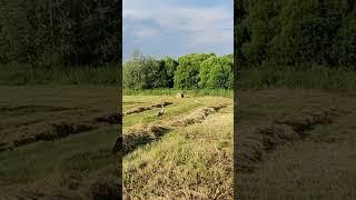У "Игоря" появилась подруга! привет Иван Самоделкин! https://youtube.com/@mtz5688