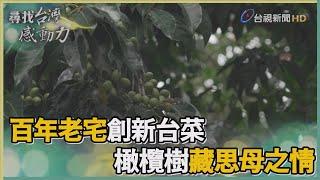 尋找台灣感動力-百年老宅創新台菜 橄欖樹藏思母之情