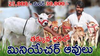 Miniature & Punganur Cows sale | 7095777148 |ఈ ఆవులు ఖర్చు తక్కువ...ఇంట్లో పెంచుకోవచ్చు| CBNews