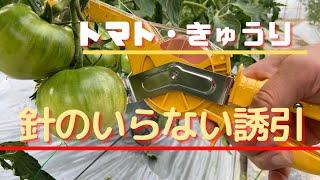 【トマトの誘引を楽にする方法】針のいらない結束機「とめたつ」のご紹介