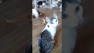 Коты против Банана - Cats VS Banana (BananA INVASION) (13 котов дома. ч.11 - 13 cats at home pt.11)