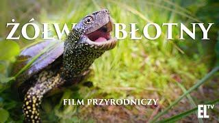 Żółw błotny. Osobliwy relikt polskiej przyrody [FILM PRZYRODNICZY]