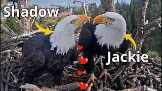 Bald Eagles Jackie & ShadowLOVE️ & FUNin the Nest. Shadow Plays Hard To Get! Fiona️