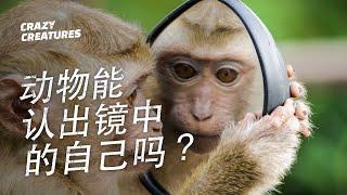 動物能認出鏡子中的自己嗎？| 奇怪動物紀錄片