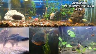 GOLDFISH FISH, OSCAR FISH, SHARKS, BETTAS | Subscriber Aquariums 2.0 #338 | AcuariosLP