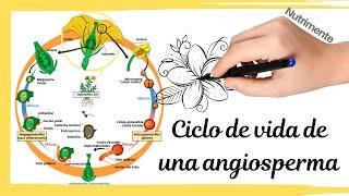 Ciclo de vida de una planta con flor [Angiosperma]