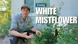 The COMPLETE Guide to Growing the Texas Native White Mistflower | Texas Native Plants 