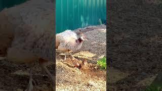 Irresistible Peachicks with Beautiful Peahen #peafowl  #peahen  #peachick