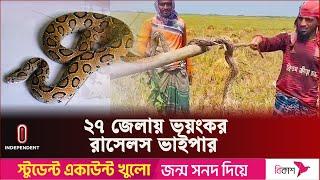 রাসেলস ভাইপার সবচেয়ে বেশি ছড়িয়েছে যেসব জেলায় | Russels Viper | Independent TV