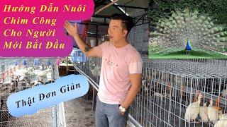 Phương pháp nuôi chim công cho người mới bắt đầu