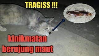 Apes!!! Kecoa Kawen Terciduk Kucing