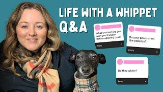 Living with a whippet || Q&A part 2 || Really honest answers