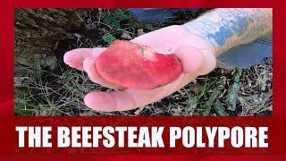 The Beefsteak Polypore