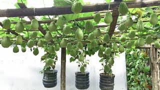 Planting a Chayote rig 'counting tired hands' does not run out of fruit of the farmer