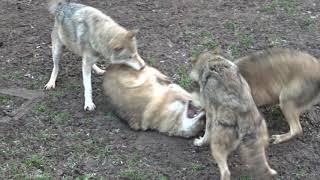 Wolves fighting, dominance behaviour, alpha & omega. Dominanzverhalten Wölfe, loups, lobos