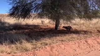 Jaguar hunts deer #Jaguar #Deer