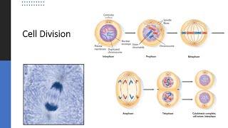 Cell Division