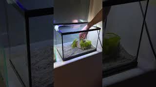 Temporary betta tank#fishies #fish #petfish #aquarium #aquascape #underwater #pet #fy #ytshorts