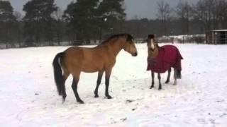 Zwei Falben im Schnee