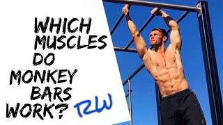 What Muscles do Monkey Bars work?