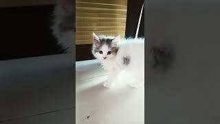 cat alaoa zoz apa aka