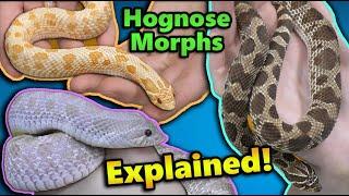 All About Hognose Snake Morphs!