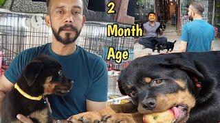 Rottweiler dog - Tollinton market Lahore - Rottweiler attack - Rottweiler puppies - pet market