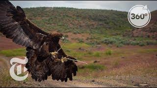 Soar With a Golden Eagle | The Daily 360 | The New York Times