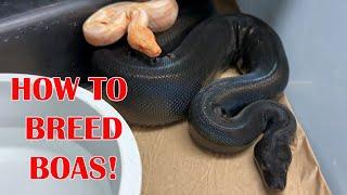 BREEDING BOAS: NTRODUCTIONS, TEMPERATURES & PRE-COPULATION