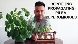 How To Repot & Propagate | Pilea Peperomioides